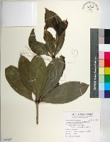 臺灣野牡丹藤藏品圖，第1張