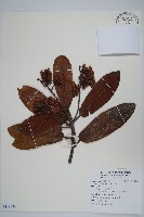 登錄號:S118939藏品圖，第1張