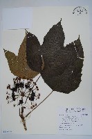 登錄號:S118954藏品圖，第1張