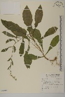 登錄號:S118955藏品圖，第1張