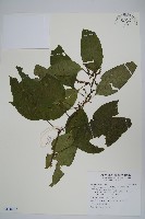 多子漿果莧藏品圖，第1張