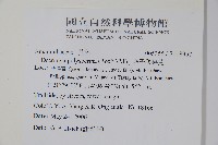 多子漿果莧藏品圖，第2張