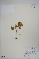 登錄號:S118965藏品圖，第1張