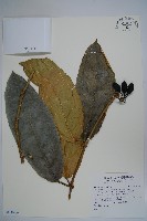 登錄號:S118966藏品圖，第1張