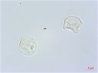 登錄號:S118981藏品圖，第1張