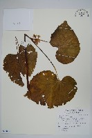 登錄號:S118983藏品圖，第1張