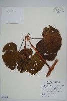 登錄號:S118984藏品圖，第1張