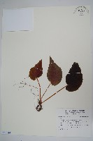 登錄號:S118993藏品圖，第1張