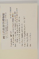 錐頭麻藏品圖，第2張