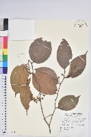 登錄號:S118998藏品圖，第1張