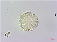 大葉木犀藏品圖，第1張