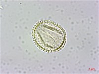 大葉木犀藏品圖，第2張