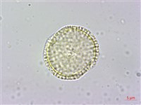 大葉木犀藏品圖，第3張