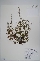 細纍子草藏品圖，第1張