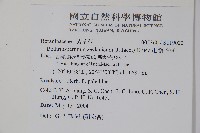 細纍子草藏品圖，第2張