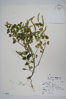 爵床藏品圖，第1張