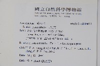 爵床藏品圖，第2張