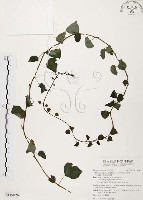 大還魂、玉笑葛藤藏品圖，第1張