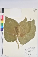 臺灣鐵莧藏品圖，第1張