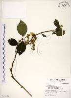 華八仙藏品圖，第1張