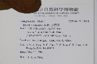 厚殼樹藏品圖，第2張