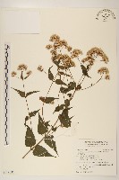 田代氏澤蘭藏品圖，第1張