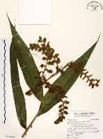 黃藤藏品圖，第1張