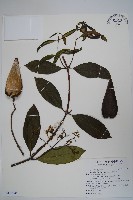 大錦蘭藏品圖，第1張