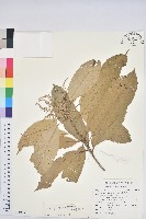 大葉石櫟藏品圖，第1張