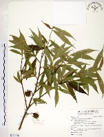 柳葉山茶藏品圖，第1張