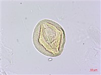 柳葉山茶藏品圖，第2張