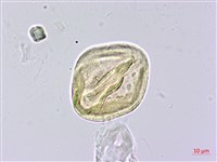 柳葉山茶藏品圖，第3張