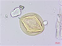 柳葉山茶藏品圖，第4張