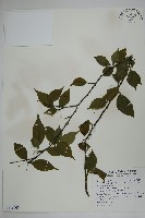 燈稱花、烏雞骨藏品圖，第1張