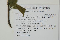 燈稱花、烏雞骨藏品圖，第2張