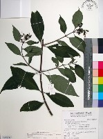 台北玉葉金花藏品圖，第1張