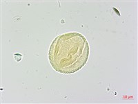 武威山烏皮茶藏品圖，第1張