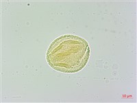 武威山烏皮茶藏品圖，第2張