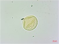 武威山烏皮茶藏品圖，第3張