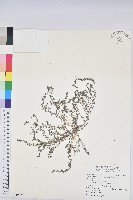 伏生大戟藏品圖，第1張