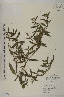 鱧腸藏品圖，第1張