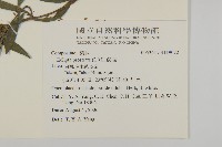 鱧腸藏品圖，第2張