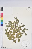 密花白飯樹藏品圖，第1張