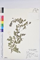 登錄號:S119080藏品圖，第1張