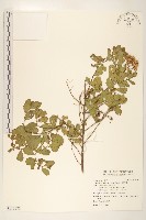 鯽魚膽、闊苞菊藏品圖，第1張