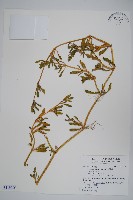 海馬齒藏品圖，第1張