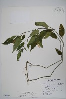 長花九頭獅子草、山藍藏品圖，第1張