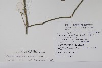 長花九頭獅子草、山藍藏品圖，第2張