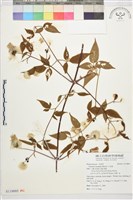 小木通藏品圖，第1張