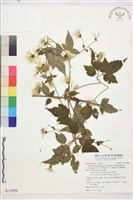 巴氏鐵線蓮藏品圖，第1張